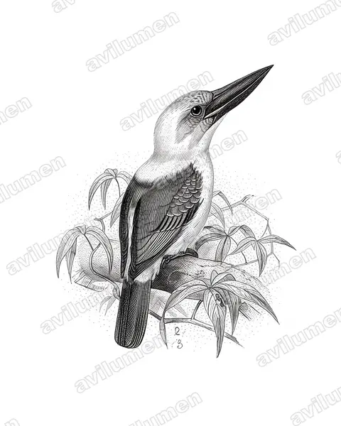 Ilustración en Tinta: Pelargopsis melanorhyncha (Alción piquinegro)