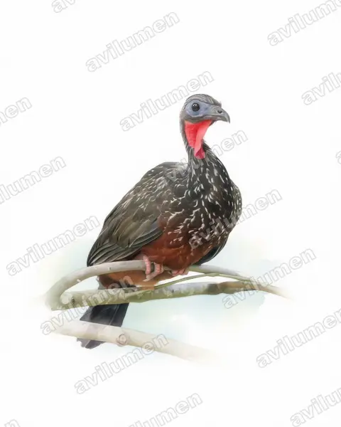 Watercolor illustration: Penelope jacquacu (Spix's Guan)