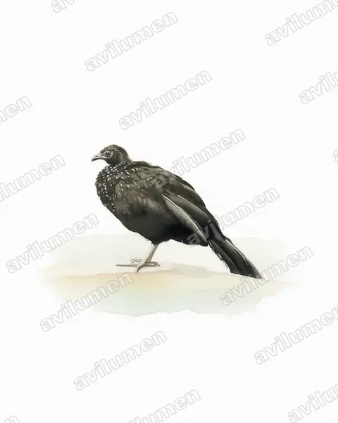 古铜冠雉（Penelope ortoni）的水彩插画