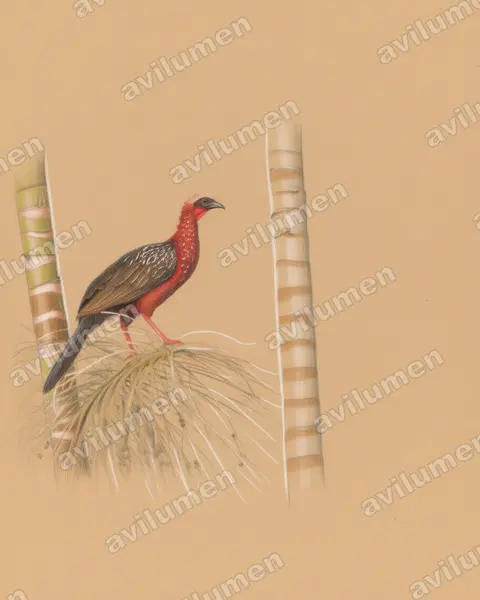 彩冠雉(Penelope pileata)的彩色铅笔插画
