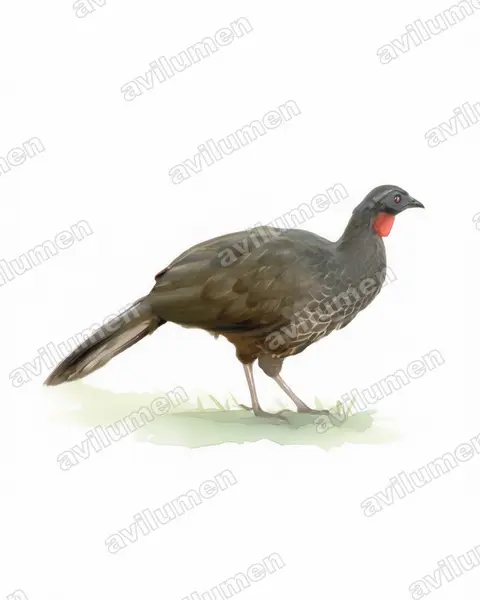 Illustration im Stil Aquarell: Weißstirnguan (Penelope superciliaris)
