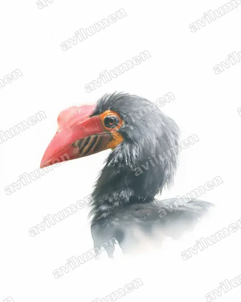 Illustration Aquarelle : Penelopides affinis (Calao de Mindanao)