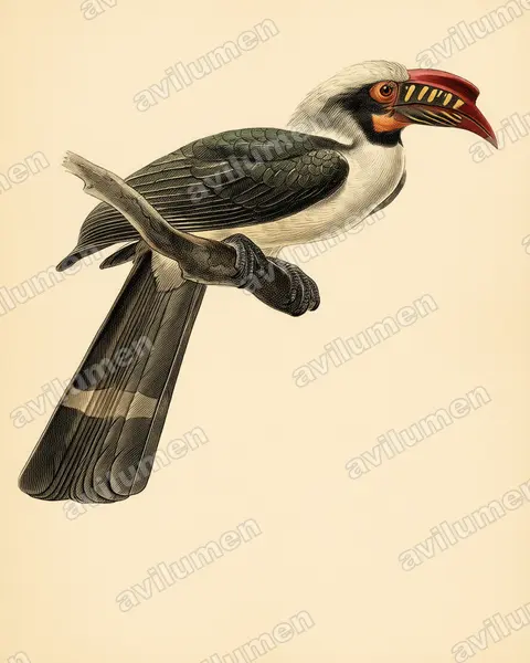 Illustration Planche ancienne : Penelopides manillae (Calao de Manille)
