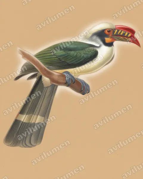 Illustration Crayon de couleur : Penelopides manillae (Calao de Manille)