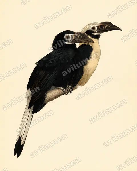 Ilustración en Lámina antigua: Penelopides panini (Cálao chico de Panay​)