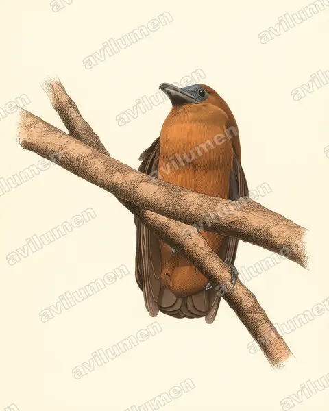 Vintage plate illustration: Perissocephalus tricolor (Capuchinbird)