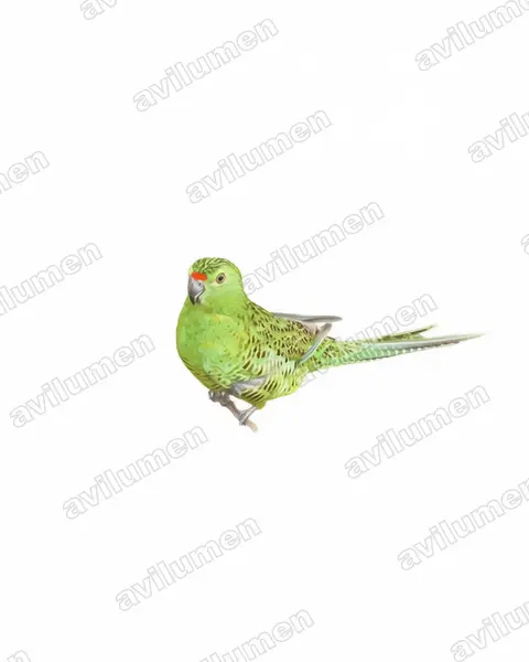Watercolor illustration: Pezoporus flaviventris (Western Ground Parrot)