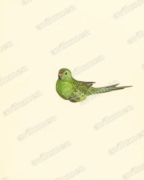 Vintage plate illustration: Pezoporus flaviventris (Western Ground Parrot)