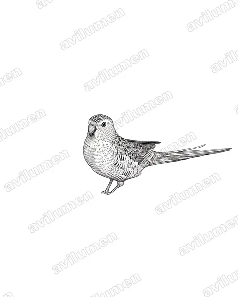 Ink illustration: Pezoporus flaviventris (Western Ground Parrot)