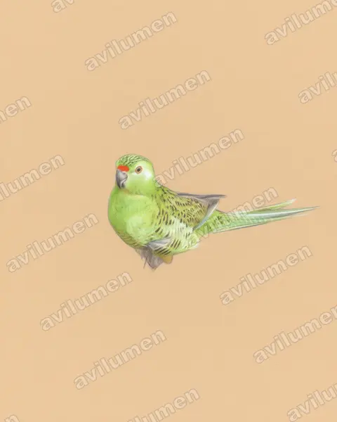 Colored pencil illustration: Pezoporus flaviventris (Western Ground Parrot)