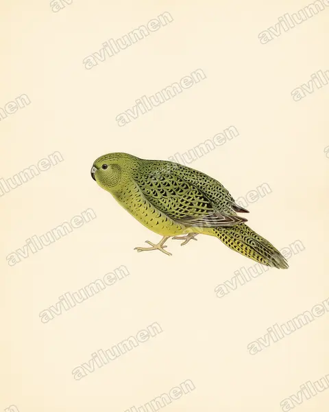 Illustration im Stil Historische Tafel: Nachtsittich (Pezoporus occidentalis)