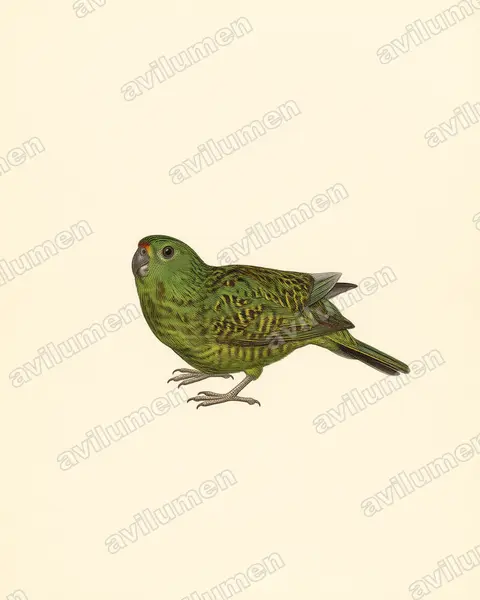 Illustration im Stil Historische Tafel: Erdsittich (Pezoporus wallicus)