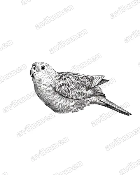 Illustration im Stil Tusche: Erdsittich (Pezoporus wallicus)