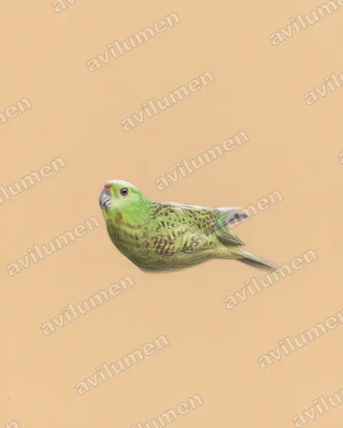 Illustration im Stil Buntstift: Erdsittich (Pezoporus wallicus)