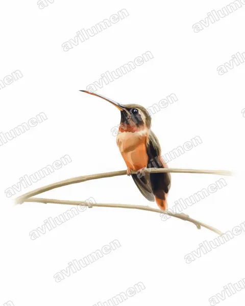 Ilustración en Acuarela: Phaethornis aethopygus (Ermitaño de Tapajós)