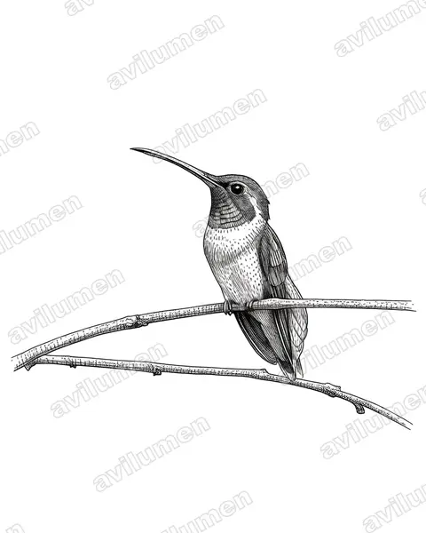 Ilustración en Tinta: Phaethornis aethopygus (Ermitaño de Tapajós)