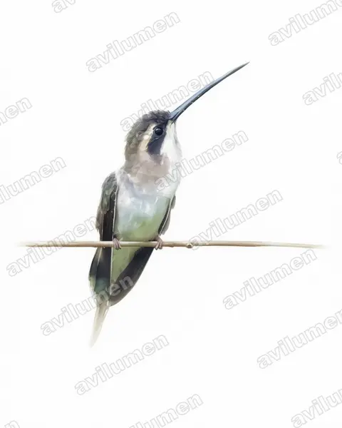 Illustration im Stil Aquarell: Fleckenkehl-Schattenkolibri (Phaethornis anthophilus)