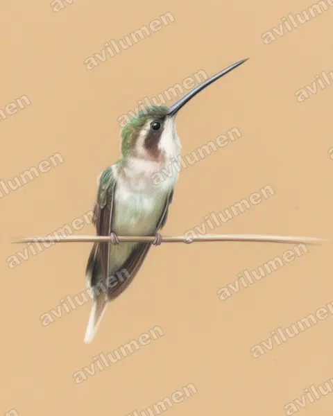 Illustration im Stil Buntstift: Fleckenkehl-Schattenkolibri (Phaethornis anthophilus)