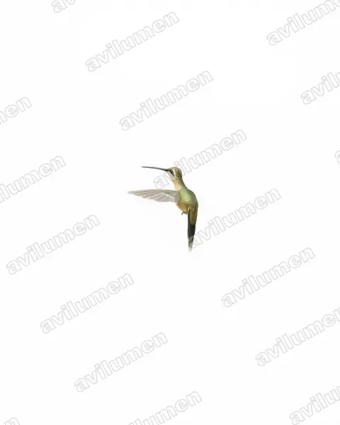 Illustration im Stil Aquarell: Schwarzkehl-Schattenkolibri (Phaethornis atrimentalis)