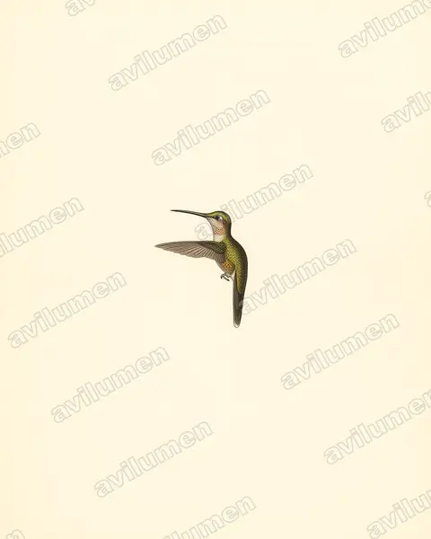 Illustration im Stil Historische Tafel: Schwarzkehl-Schattenkolibri (Phaethornis atrimentalis)