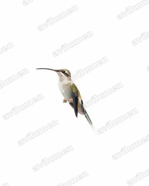 乌顶隐蜂鸟（Phaethornis augusti）的水彩插画