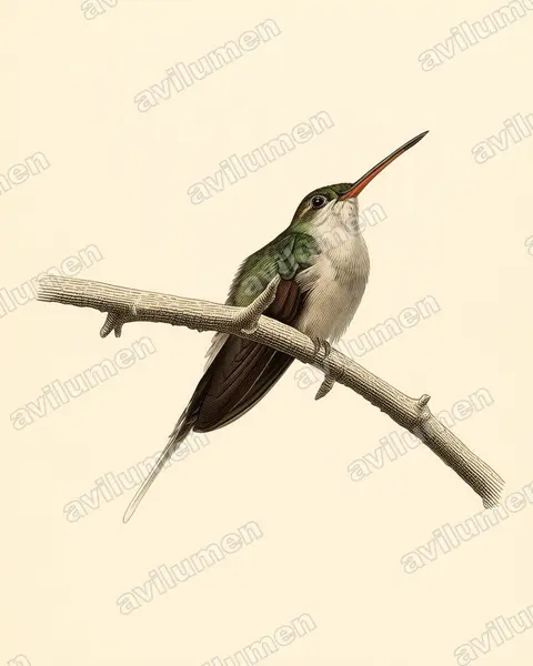 直嘴隐蜂鸟(Phaethornis bourcieri)的古典图版插画