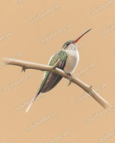 直嘴隐蜂鸟(Phaethornis bourcieri)的彩色铅笔插画