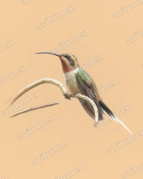 Illustration Crayon de couleur : Phaethornis eurynome (Ermite eurynome)