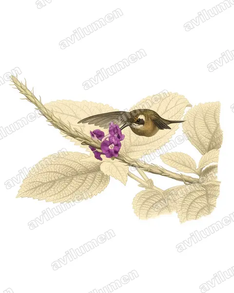 Illustration im Stil Historische Tafel: Schwanzbinden-Schattenkolibri (Phaethornis griseogularis)