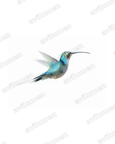 Ilustración en Acuarela: Phaethornis guy (Ermitaño verde)