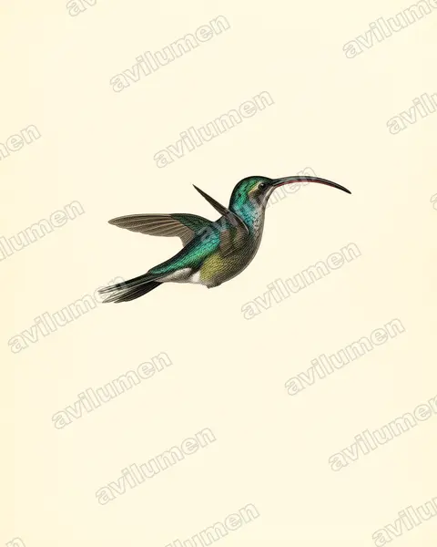 Ilustración en Lámina antigua: Phaethornis guy (Ermitaño verde)