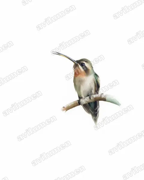 Ilustración en Acuarela: Phaethornis idaliae (Ermitaño pigmeo​)