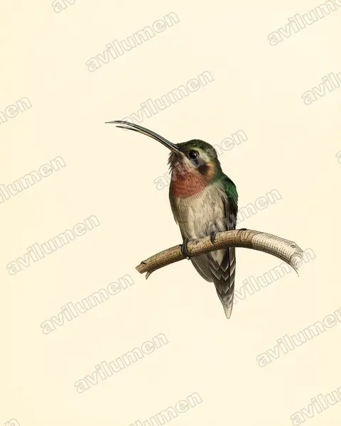 Ilustración en Lámina antigua: Phaethornis idaliae (Ermitaño pigmeo​)