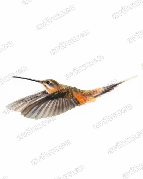 Ilustración en Acuarela: Phaethornis koepckeae (Ermitaño de Koepcke​)
