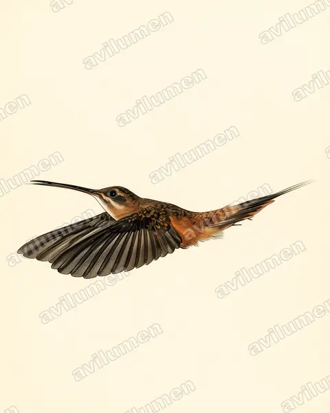 Ilustración en Lámina antigua: Phaethornis koepckeae (Ermitaño de Koepcke​)