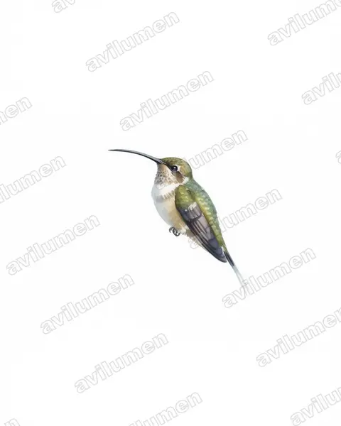 西长尾隐蜂鸟（Phaethornis longirostris）的水彩插画