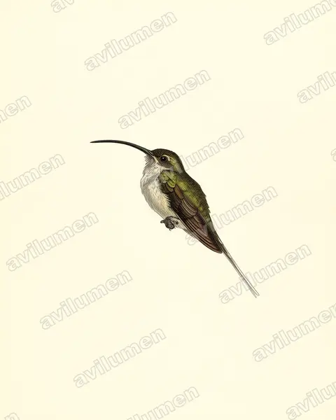 西长尾隐蜂鸟（Phaethornis longirostris）的古典图版插画