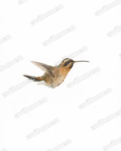 Illustration Aquarelle : Phaethornis longuemareus (Ermite nain)