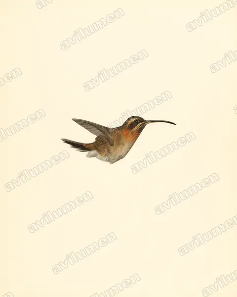Illustration Planche ancienne : Phaethornis longuemareus (Ermite nain)