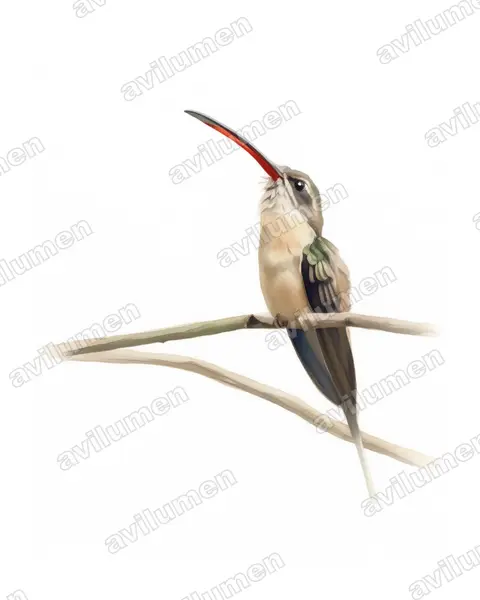 Illustration im Stil Aquarell: Dunkler Schattenkolibri (Phaethornis malaris)