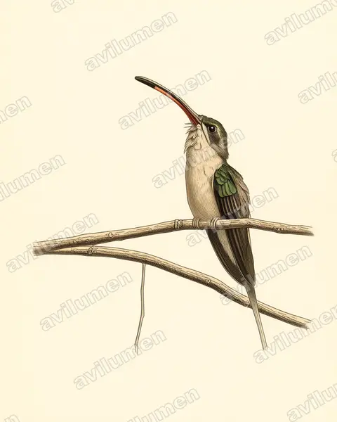 Illustration im Stil Historische Tafel: Dunkler Schattenkolibri (Phaethornis malaris)