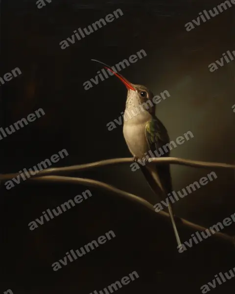 Illustration im Stil Öl: Dunkler Schattenkolibri (Phaethornis malaris)