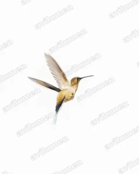 Illustration im Stil Aquarell: Mexikoschattenkolibri (Phaethornis mexicanus)