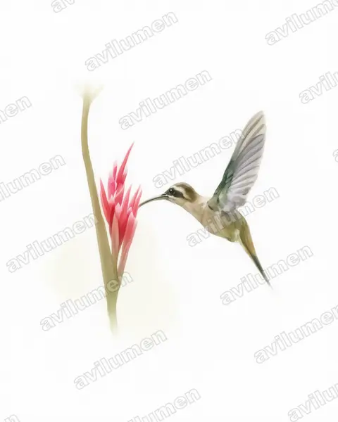 Ilustración en Acuarela: Phaethornis nattereri (Ermitaño de Natterer​)