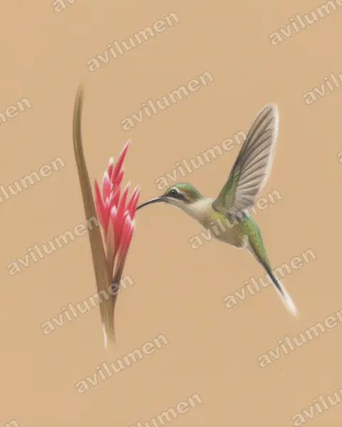Ilustración en Lápiz de color: Phaethornis nattereri (Ermitaño de Natterer​)