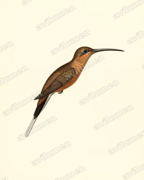 Ilustración en Lámina antigua: Phaethornis philippii (Ermitaño picoaguja)