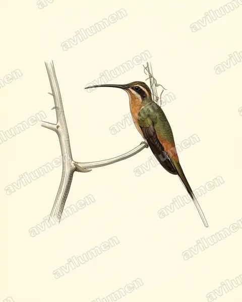 Illustration im Stil Historische Tafel: Zimtroter Schattenkolibri (Phaethornis pretrei)