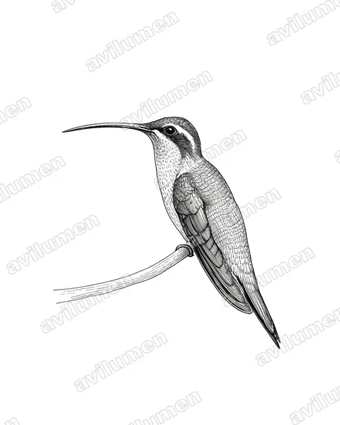 Illustration im Stil Tusche: Zimtroter Schattenkolibri (Phaethornis pretrei)