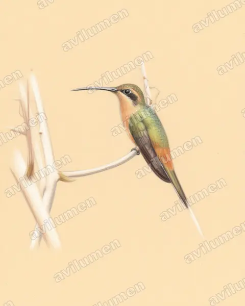 Illustration im Stil Buntstift: Zimtroter Schattenkolibri (Phaethornis pretrei)