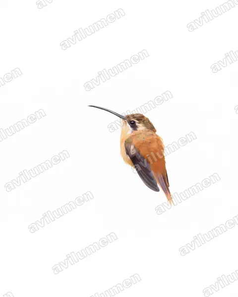 Illustration im Stil Aquarell: Rotschattenkolibri (Phaethornis ruber)